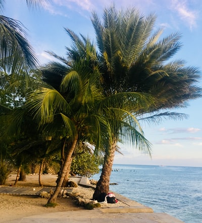 白天靠近水体的棕榈树